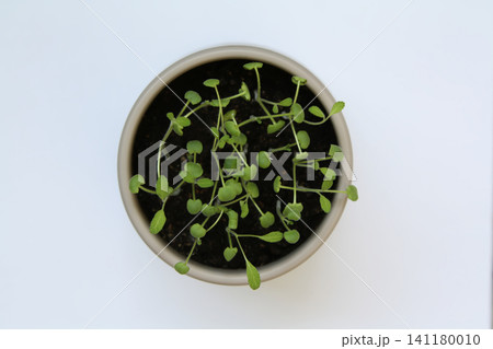 Minimalist Overhead View of Tiny Green Seedlings in a Round Pot Against a Clean White Background 141180010