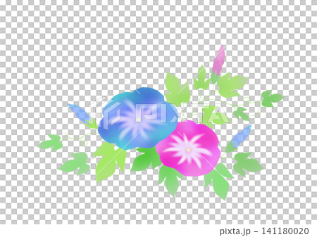 Illustration of blue and pink morning glories Illustration of blue and pink morning glories 141180020