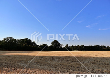 Harvested Wheat Field Under Clear Blue Sky. Harvested Wheat Field Under Clear Blue Sky. 141180262