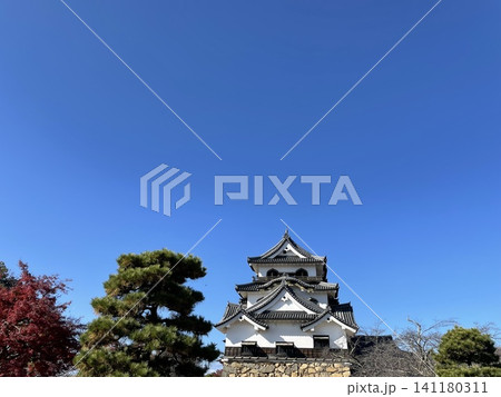 青空にそびえる国宝 彦根城天守と紅葉 滋賀県彦根市 青空にそびえる国宝 彦根城天守と紅葉 滋賀県彦根市 141180311