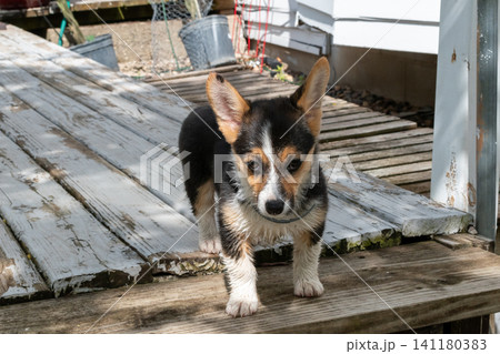 A cute little Corgi puppy standing still on a wooden deck. A cute little Corgi puppy standing still on a wooden deck. 141180383