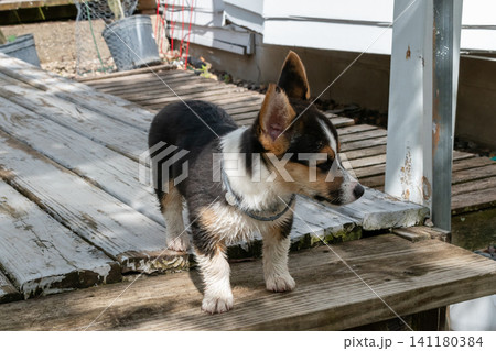A cute little Corgi puppy standing still on a wooden deck. A cute little Corgi puppy standing still on a wooden deck. 141180384