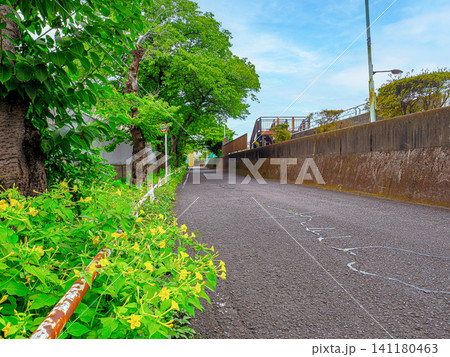 中川遊歩道の初夏の季節の緑の葉が生い茂る道 141180463