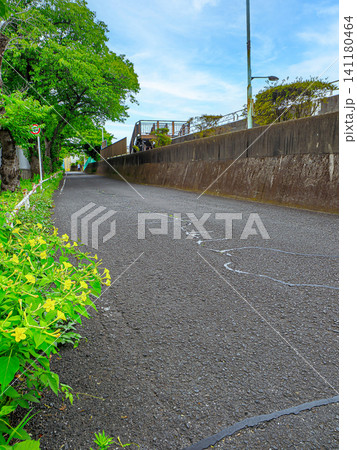 中川遊歩道の初夏の季節の緑の葉が生い茂る道 141180464
