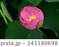 大賀ハス 141180698