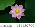 大賀ハス 141180700