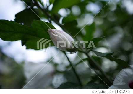夏の花壇で膨らむフヨウの白い蕾 夏の花壇で膨らむフヨウの白い蕾 141181273
