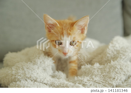 甘えるような表情の茶トラの子猫 141181346
