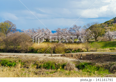 淀川河川公園背割堤の桜 141181791