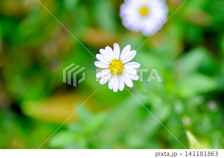 Indian Aster or Kalimeris indica or Asteraceae or daisy, white flower Indian Aster or Kalimeris indica or Asteraceae or daisy, white flower 141181863