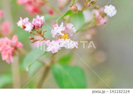 crape myrtle, crepe myrtle or Lagerstroemia floribunda Jack or Lagerstroemia sp or LYTHRACEAE or Thai crape myrtle or pink flower or pink and white flower crape myrtle, crepe myrtle or Lagerstroemia floribunda Jack or Lagerstroemia sp or LYTHRACEAE or Thai crape myrtle or pink flower or pink and white flower 141182124