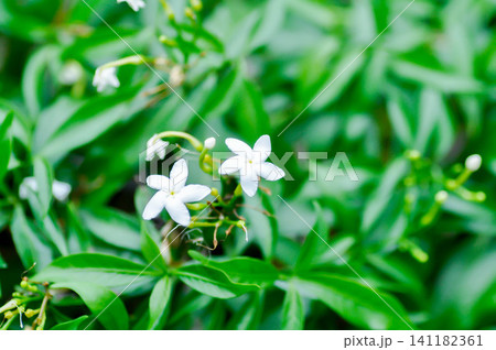 Cape Jasmine or Crepe Jasmine Cape Jasmine or Crepe Jasmine 141182361