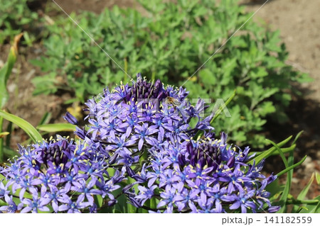春の公園に咲く青紫色のオオツルボの花の蜜を吸う小さなミツバチの様子 春の公園に咲く青紫色のオオツルボの花の蜜を吸う小さなミツバチの様子 141182559