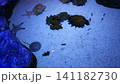 水族館 141182730