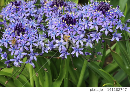 春の公園に咲く青紫色のオオツルボの花の蜜を吸うミツバチ 春の公園に咲く青紫色のオオツルボの花の蜜を吸うミツバチ 141182747