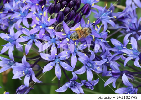 春の公園に咲く青紫色のオオツルボの花の蜜を吸うミツバチ 春の公園に咲く青紫色のオオツルボの花の蜜を吸うミツバチ 141182749