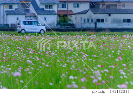 のどかな住宅街の前に広がる開放的なコスモス畑と白い自動車 のどかな住宅街の前に広がる開放的なコスモス畑と白い自動車 141182855