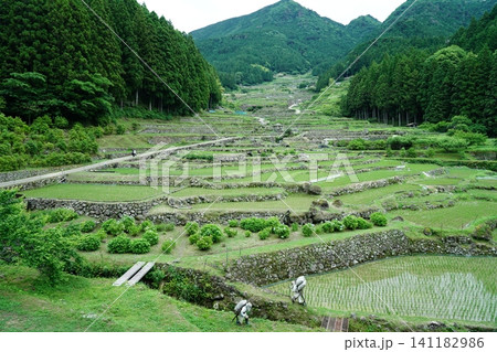 豊かな緑に包まれた日本の原風景、美しい棚田 豊かな緑に包まれた日本の原風景、美しい棚田 141182986