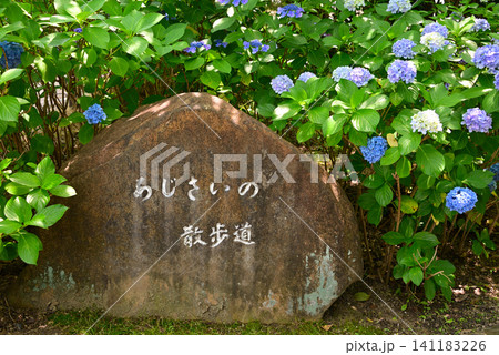 名古屋・鶴舞公園 「あじさいの散歩道」の石碑と咲き誇る紫陽花1 名古屋・鶴舞公園 「あじさいの散歩道」の石碑と咲き誇る紫陽花1 141183226
