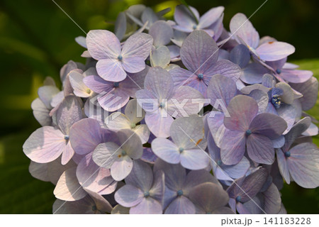 淡い紫色のあじさいの花 クローズアップ 淡い紫色のあじさいの花 クローズアップ 141183228