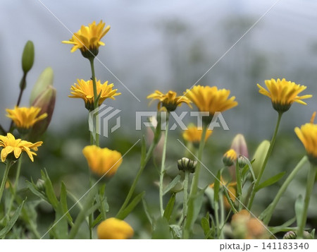 Blooming field Marigold (Calendula arvensis) in a garden in summer. Flowers pic. 141183340