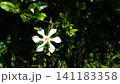 くちなしの花 141183358