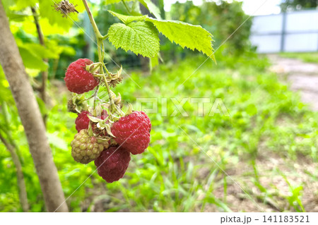 Close-up of ripe red raspberries on a leafy bush in a sunny garden. Fresh organic berries growing naturally, perfect for healthy eating, farming, and summer harvest concepts. Close-up of ripe red raspberries on a leafy bush in a sunny garden. Fresh organic berries growing naturally, perfect for healthy eating, farming, and summer harvest concepts. 141183521
