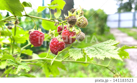 Ripe red raspberries growing on a bush among green leaves in a summer garden. Fresh organic berries ready for harvest, showcasing healthy agriculture and natural food. Ripe red raspberries growing on a bush among green leaves in a summer garden. Fresh organic berries ready for harvest, showcasing healthy agriculture and natural food. 141183523