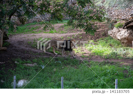 Male lion in the biblical zoo in Jerusalem in Israel 141183705
