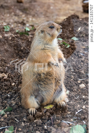 Close-up of one black-tailed prairie dog at the Biblical Zoo in Jerusalem Close-up of one black-tailed prairie dog at the Biblical Zoo in Jerusalem 141183707