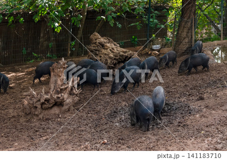 wild boars walking on the sand in a pigsty of zoo 141183710