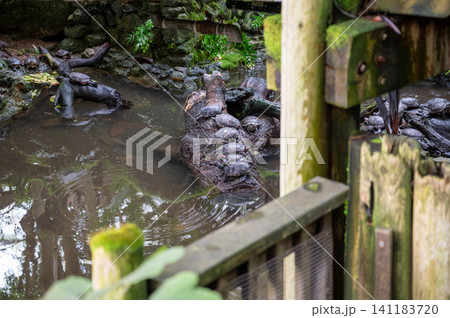 Freshwater red-eared turtle or yellow-bellied turtle in a pond Freshwater red-eared turtle or yellow-bellied turtle in a pond 141183720
