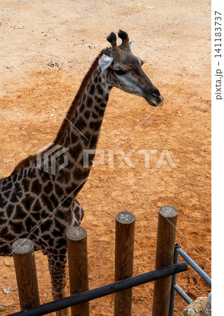 Giraffes in the Biblical Zoo in Jerusalem in an enclosure Giraffes in the Biblical Zoo in Jerusalem in an enclosure 141183737