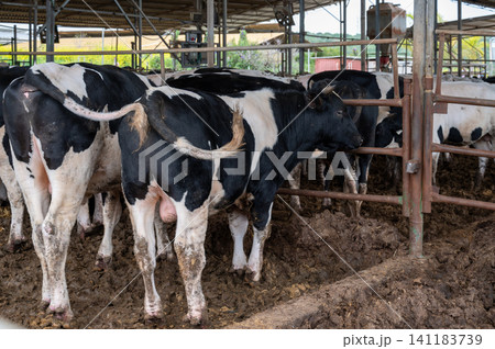Beautiful close-up of black and white cows on a farm Beautiful close-up of black and white cows on a farm 141183739