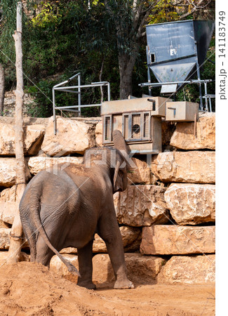 elephants in the biblical zoo in jerusalem elephants in the biblical zoo in jerusalem 141183749