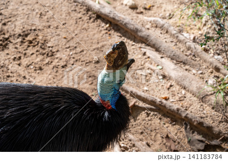 The Northern Cassowary is a large flightless bird of northern New Guinea. 141183784