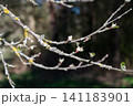Close-up of tree branches with first young green buds and lichen opening in early spring forest 141183901