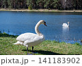 Graceful adult mute swan standing on a green grassy riverbank against blue water background 141183902