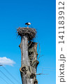 White stork standing in a large nest on top of an old dry tree trunk against a clear blue sky 141183912