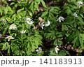 Beautiful blooming wood anemone flowers in a spring forest with vibrant green leaves 141183913