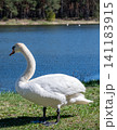Graceful adult mute swan standing on a green grassy riverbank against blue water background 141183915
