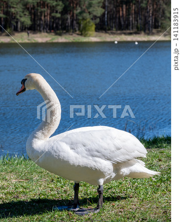 Graceful adult mute swan standing on a green grassy riverbank against blue water background Graceful adult mute swan standing on a green grassy riverbank against blue water background 141183915
