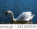 Graceful adult mute swan standing on a green grassy riverbank against blue water background 141183916