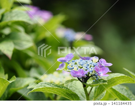 梅雨の晴れ間に咲く紫陽花 梅雨の晴れ間に咲く紫陽花 141184435