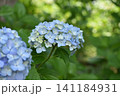 水色の紫陽花 141184931