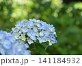 水色の紫陽花 141184932
