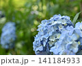 水色の紫陽花 141184933