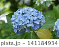 水色の紫陽花 141184934