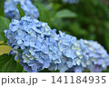 水色の紫陽花 141184935