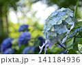 水色の紫陽花 141184936